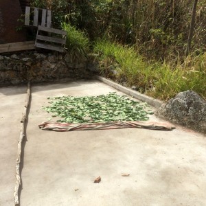 Coca Leaves Dring in the Sun