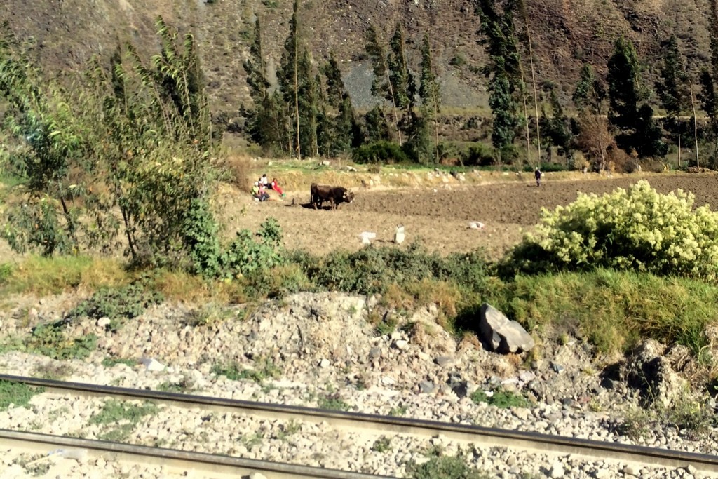 Bulls plowing the field in Peru