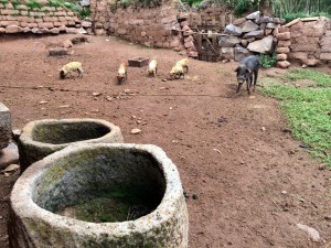 Hewn stone feed and water troughs for pigs