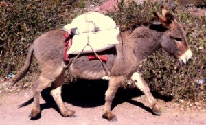burro carrying maras salt from salineras