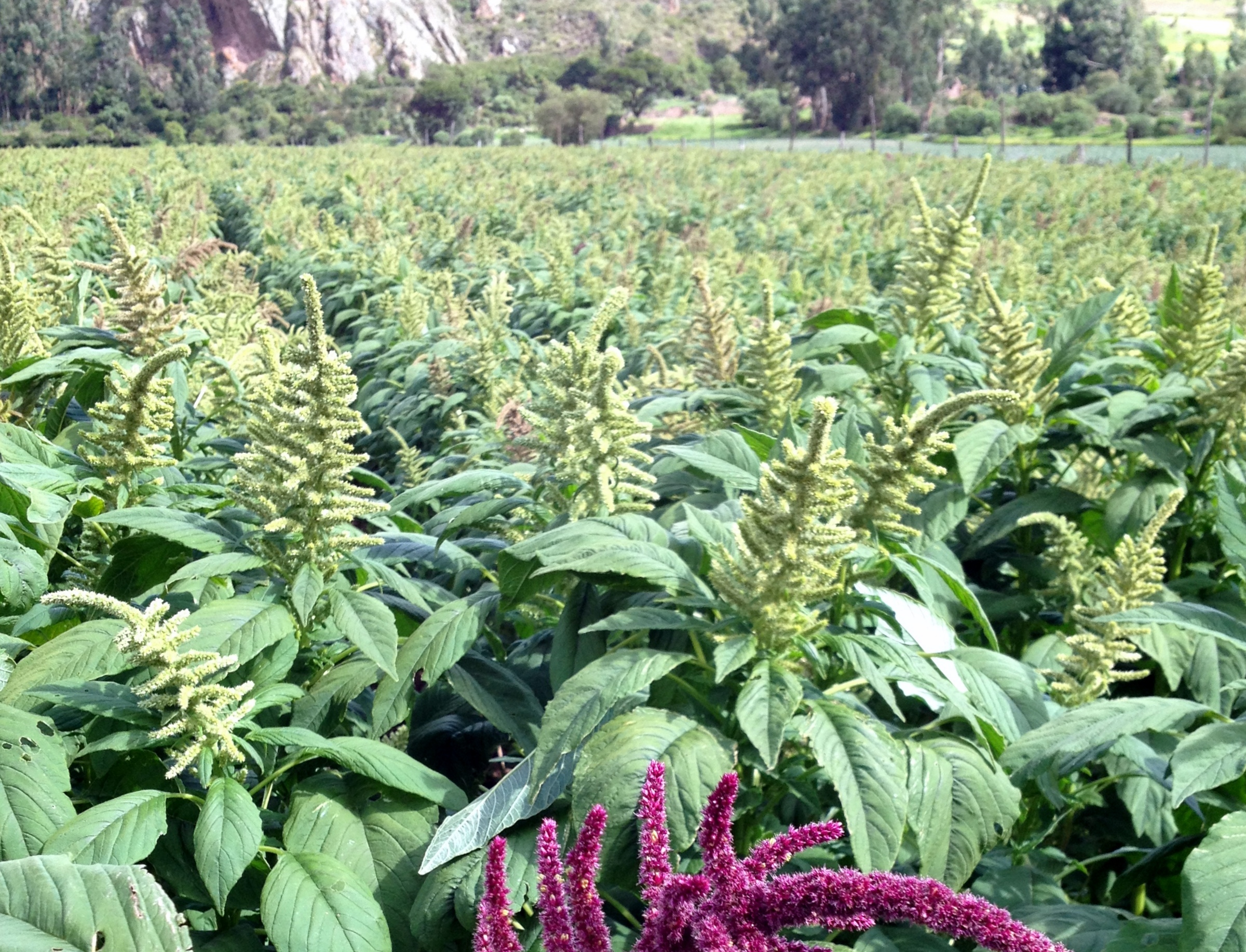 quinoa growing in sacred valley peru